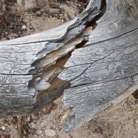 Splintered log.