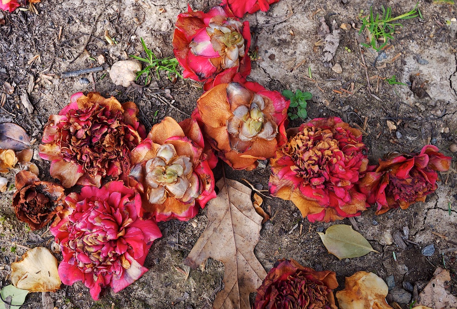 Camellias on the ground