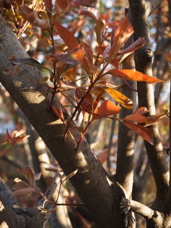 New foliage