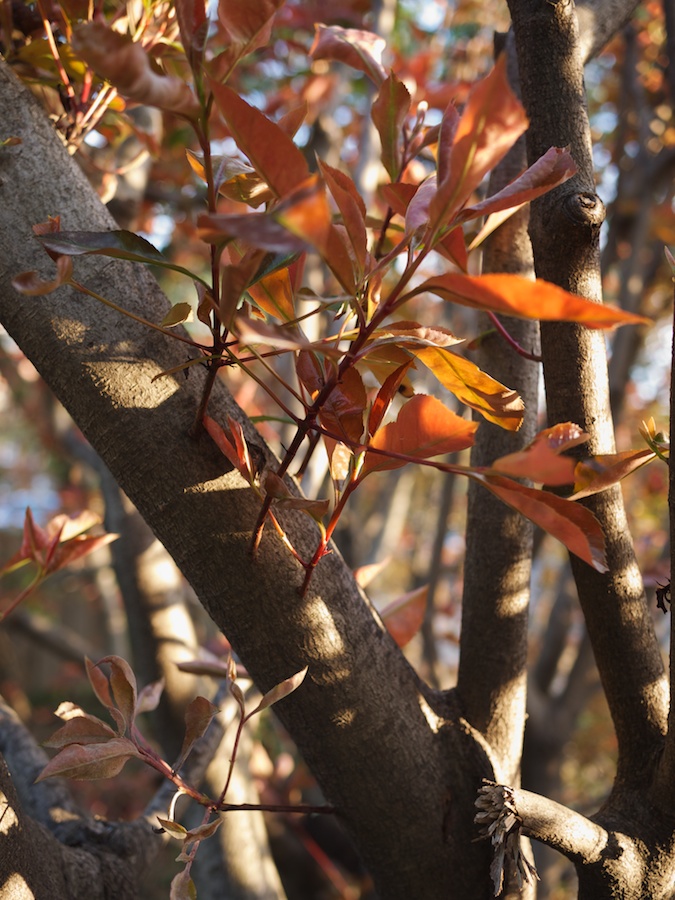 New foliage.