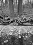 Trees at Green Spring Park, VA