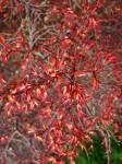 Fire Maple at Spring Valley Park, VA