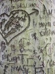 Tree with carved graffitti