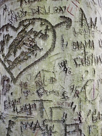 Tree with carved graffitti
