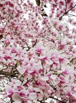Magnolias