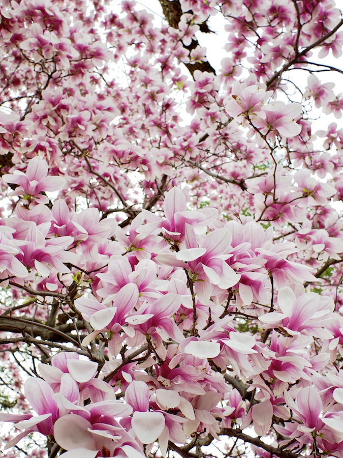 Magnolias