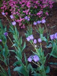 Purple tulips.