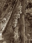 Tree stump with moss.