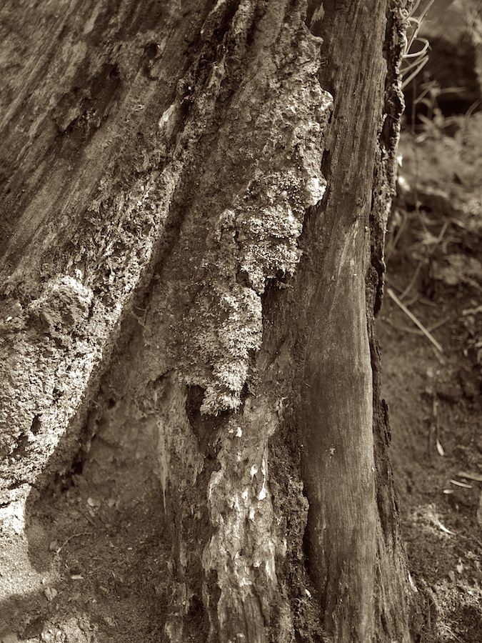 Tree stump with moss.