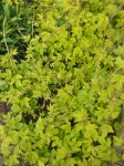 Acid-green leaves