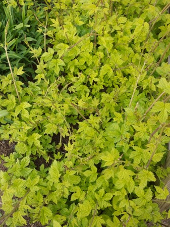 New green leaves