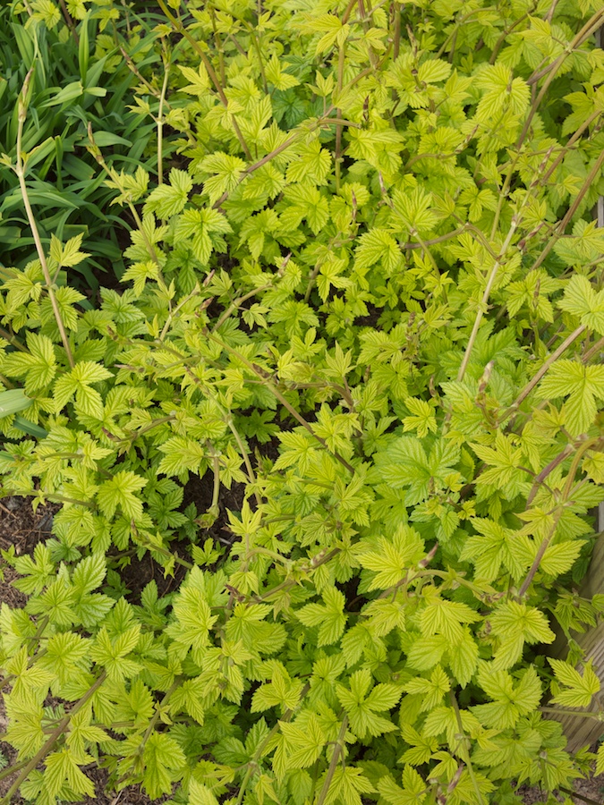 Acid-green leaves