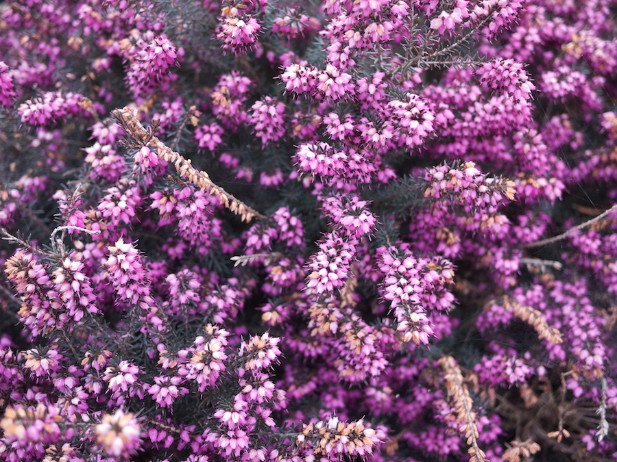 Heather