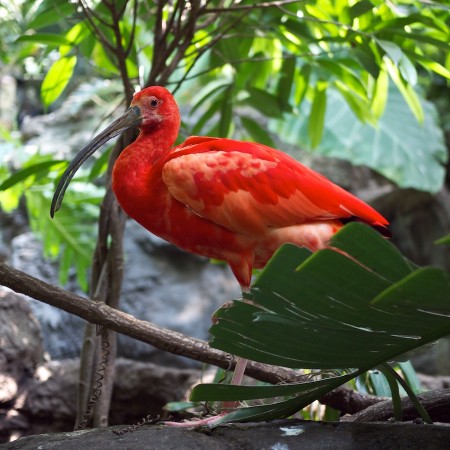 Bird at the Central Park Zoo, NYC