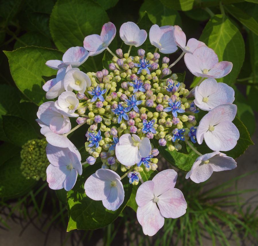 Bloom in three stages