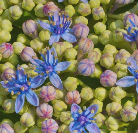 Blossom detail