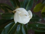 Magnolia Bud Magnolia Bud | Click to view larger.