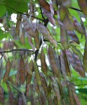 Treepods
