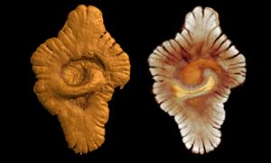 Fossil specimen from the Gabonese site.