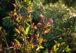 Flowering Plant in afternoon light.
