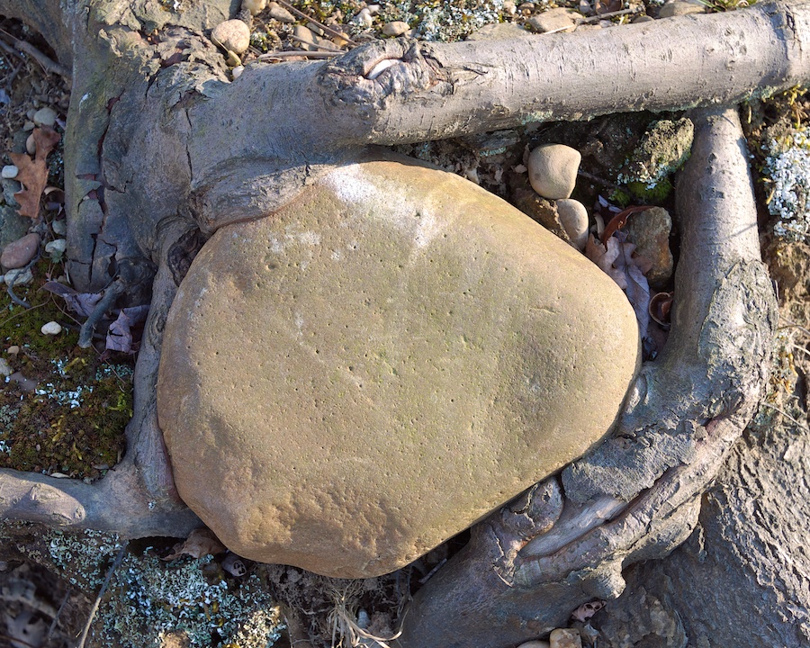 Tree roots form a natural bezel for a rock.