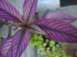 Purple leaves on a potted plant.
