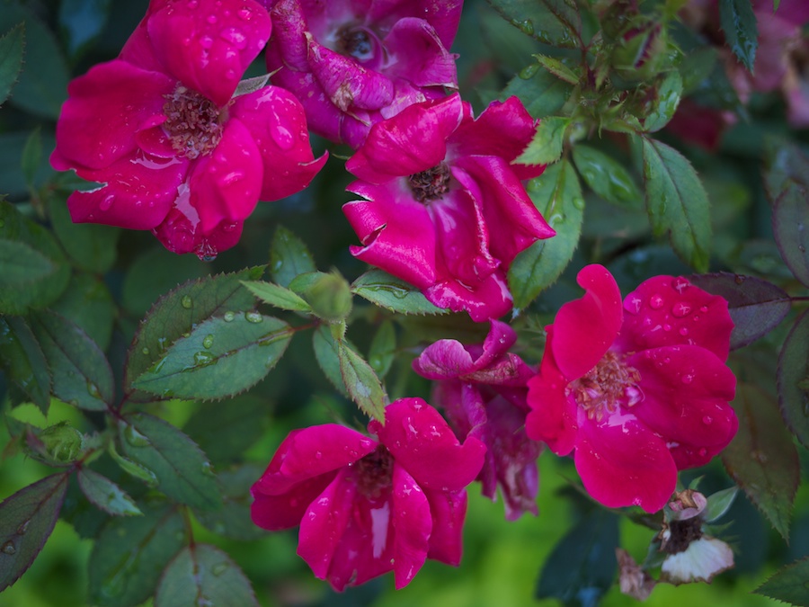 Rose of Sharon after rainfall