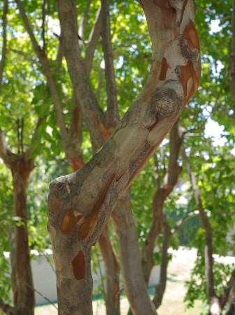 The peeling bark of this crepe myrtle has the quality of organic rust. | Click to view larger. Crepe myrtle branch.
