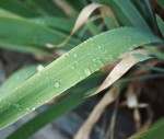 Raindrops on leaves.