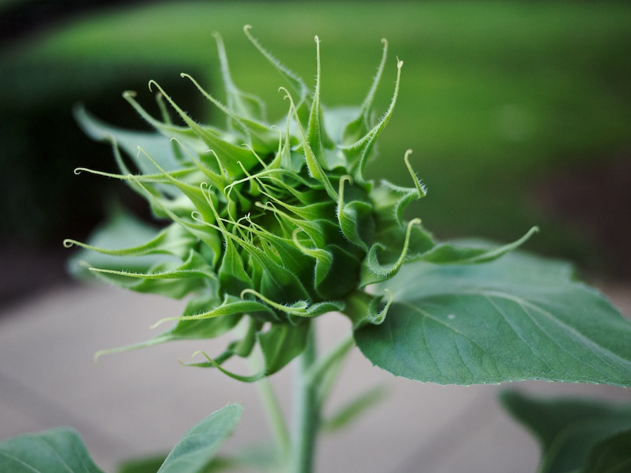 Sunflower bud.