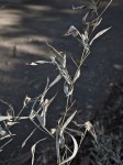 Calligraphic, dried leaves on stalk.