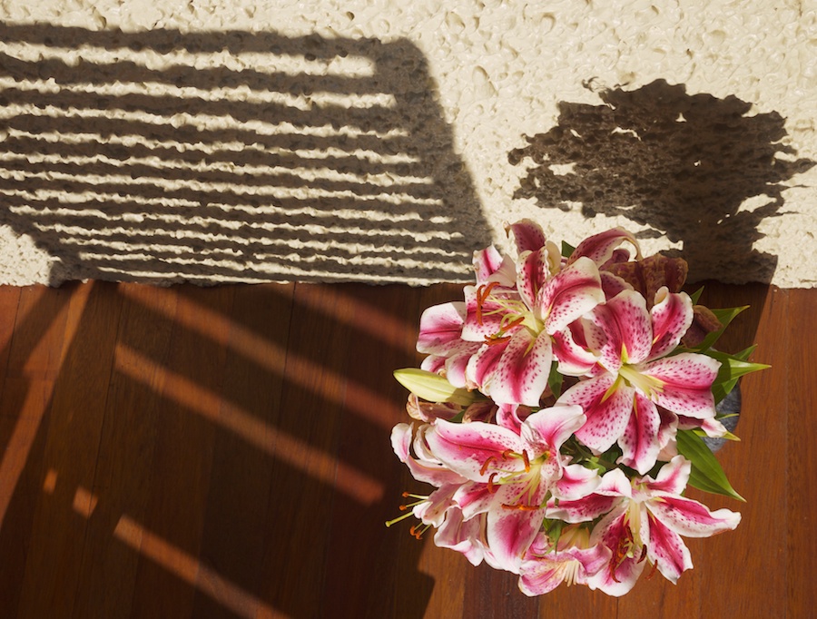 Flowers & silhouetted deckchair.