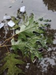 Leaves and paper scraps in a puddle.