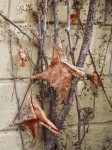 Dried leaves on a vine.