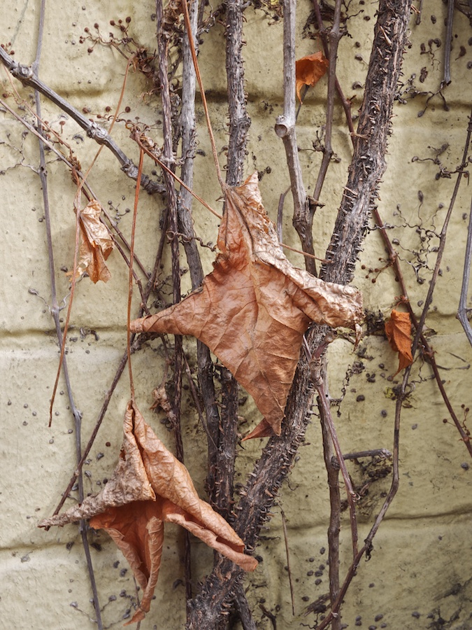 Dried leaves on a vine.