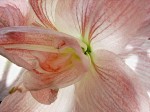 Orchid