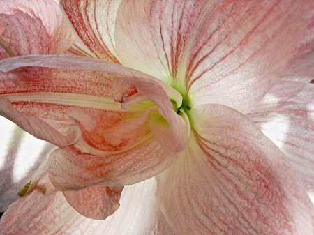 Orchid