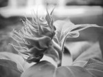 Sunflower bud.