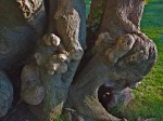 Gnarled tree trunk, Rosedale Conservancy