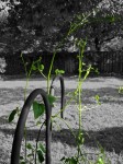 A vine grows in Arlington, VA.