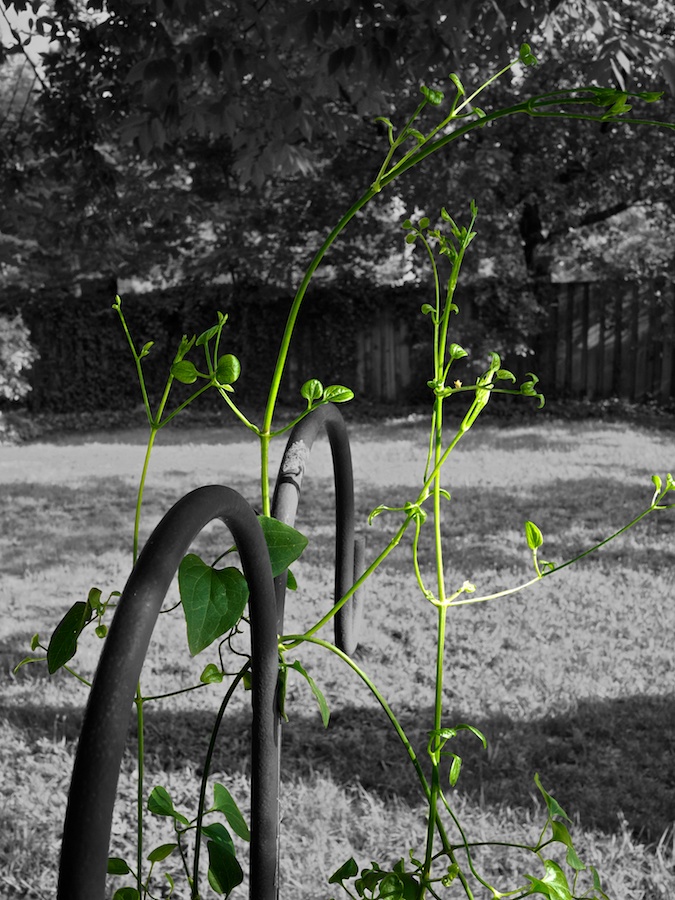 A vine grows in Arlington, VA.