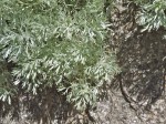 Wall planting.