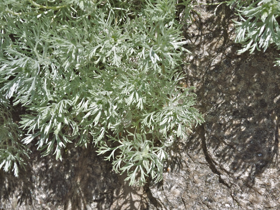 Wall planting.