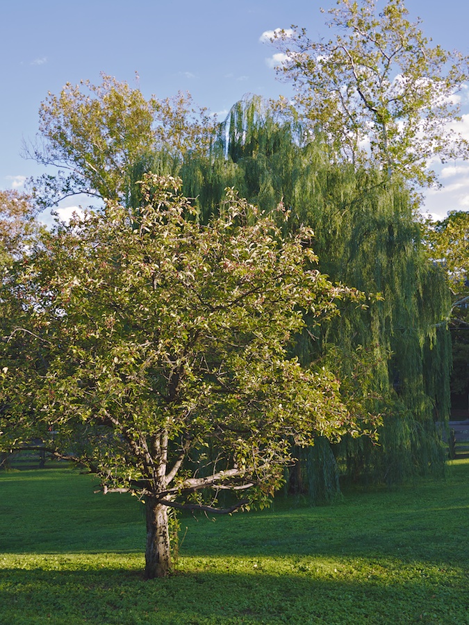 Rosedale Conservancy, Washington, DC