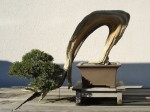Bonsai, National Arboretum, Washington, DC