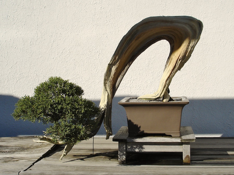 Bonsai, National Arboretum, Washington, DC