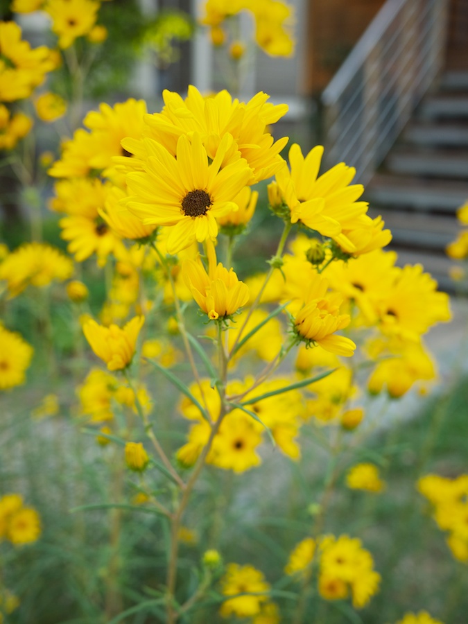 Daisies