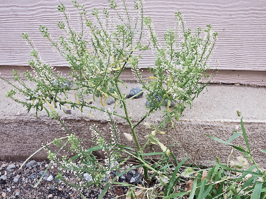 Flowering weed in gravel