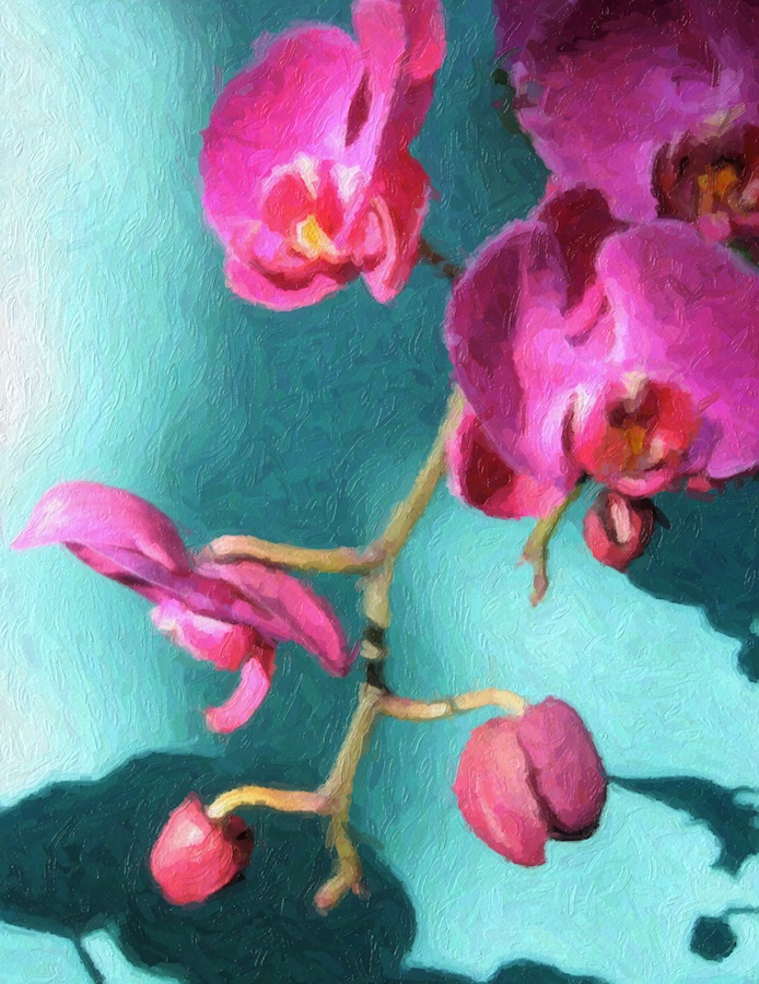 Orchids