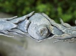 Pomegranate decorative detail.